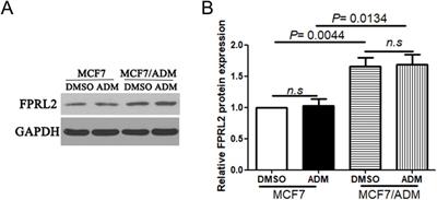 Function of formyl peptide receptor 2 in adriamycin resistance of breast cancer